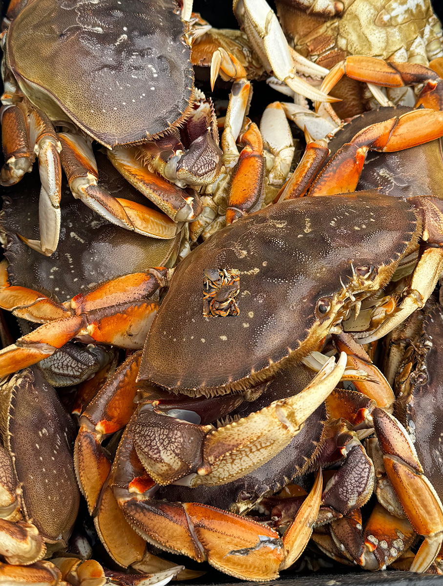 crabs_1200 crabs_1200
